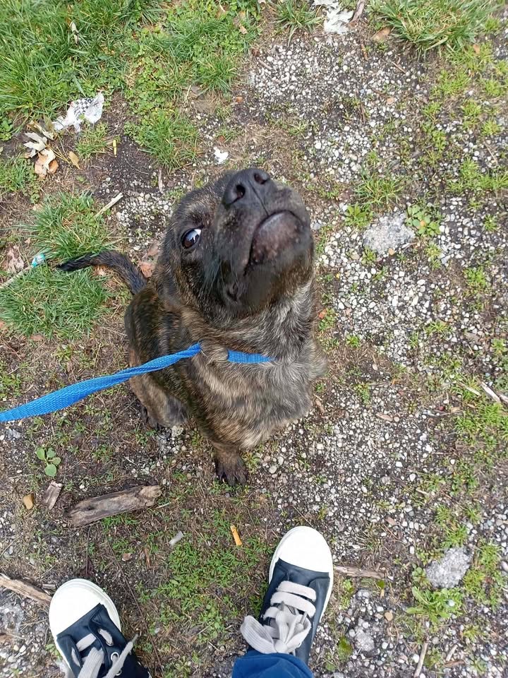 Tuff Dawgs Rescue