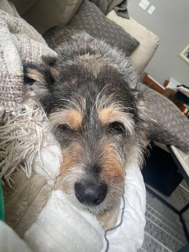 Tuff Dawgs Rescue