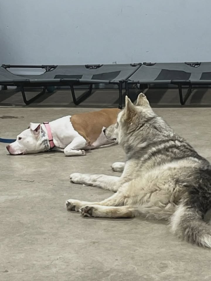 Tuff Dawgs Rescue