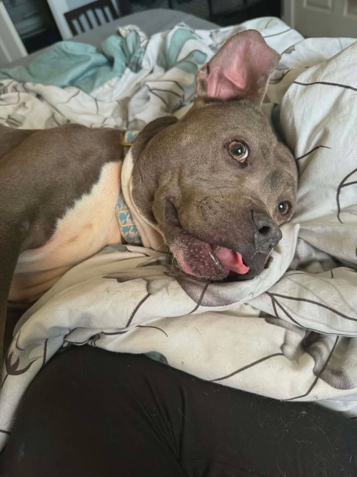 Tuff Dawgs Rescue