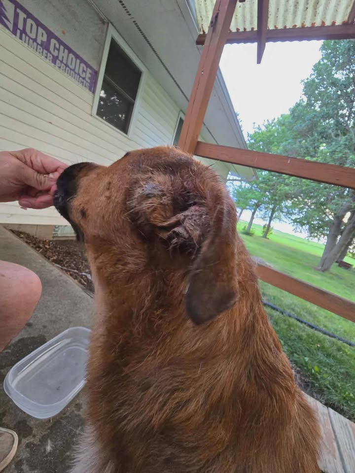 Tuff Dawgs Rescue