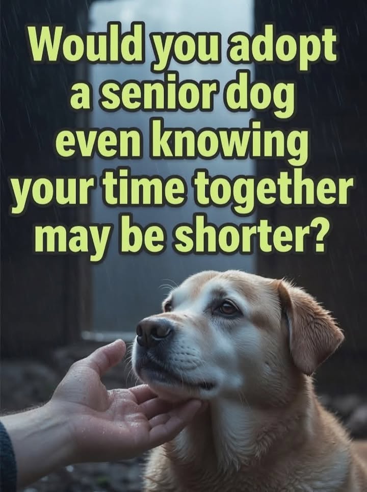 Tuff Dawgs Rescue