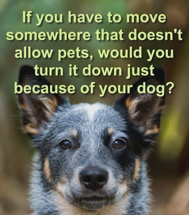 Tuff Dawgs Rescue