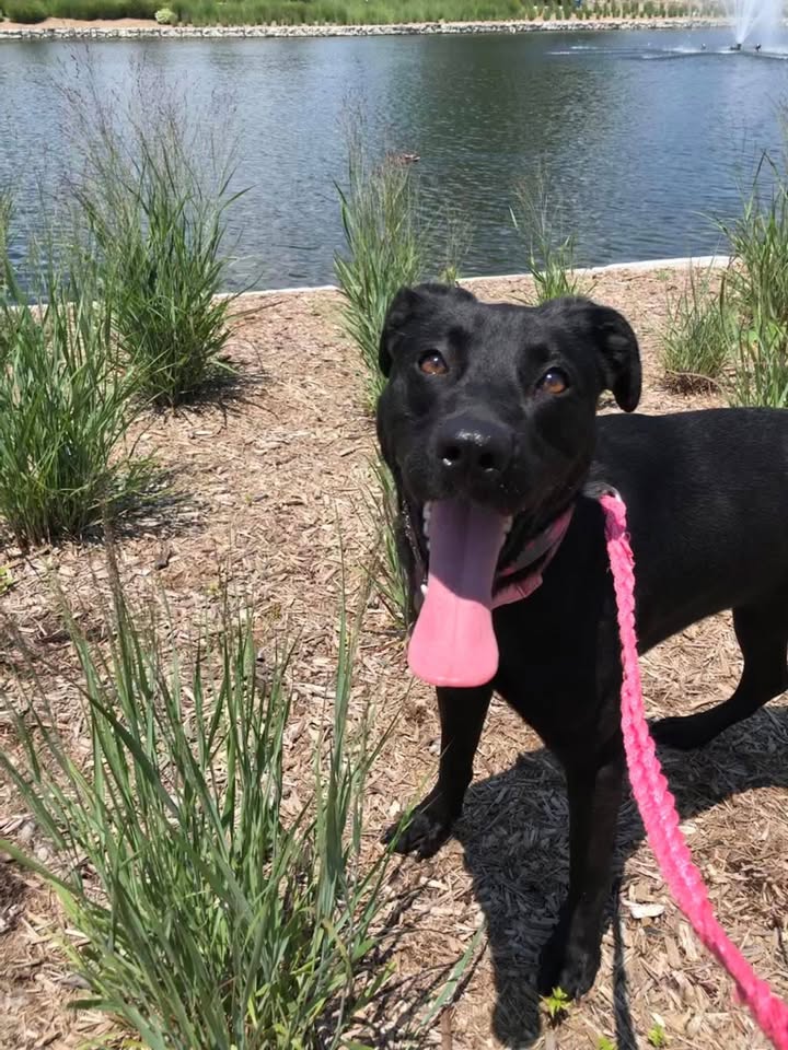 Tuff Dawgs Rescue