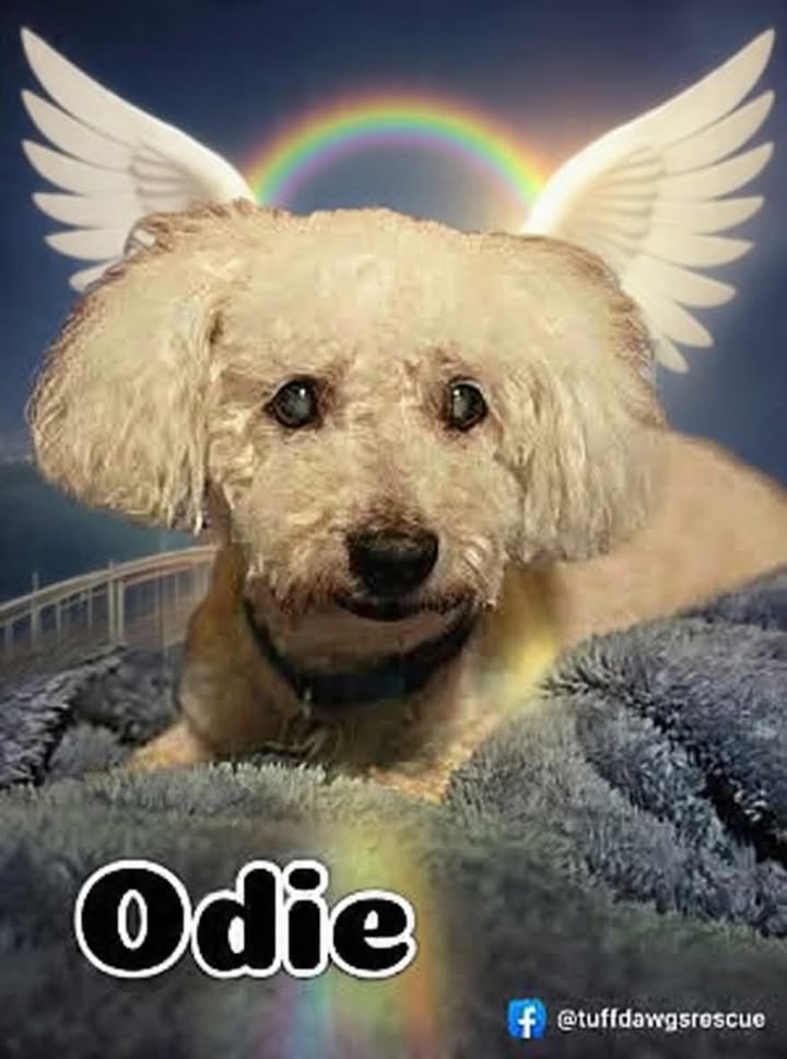 Tuff Dawgs Rescue