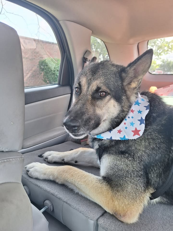 Tuff Dawgs Rescue