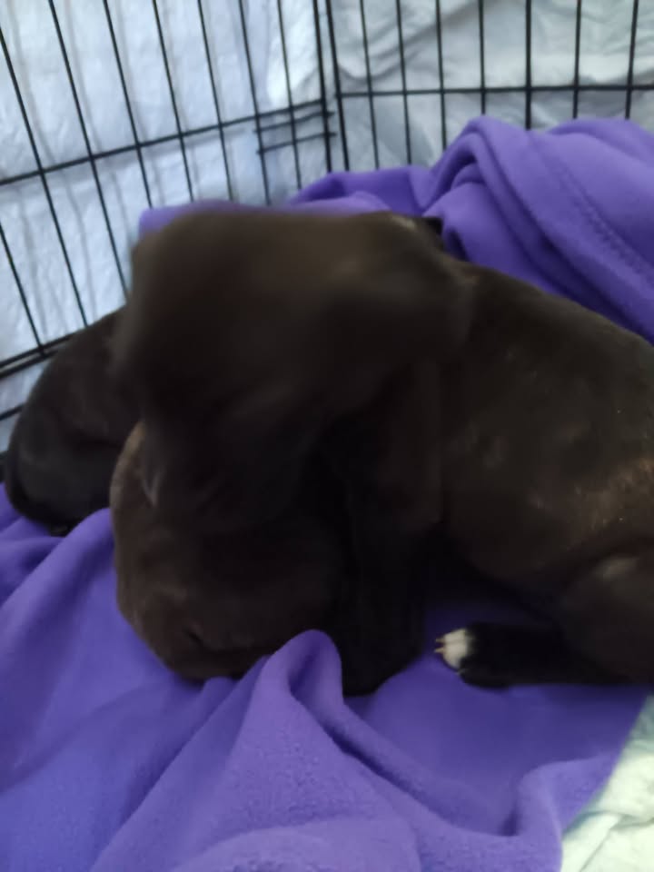 Tuff Dawgs Rescue