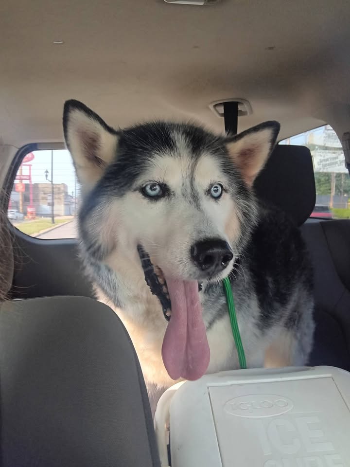 Tuff Dawgs Rescue