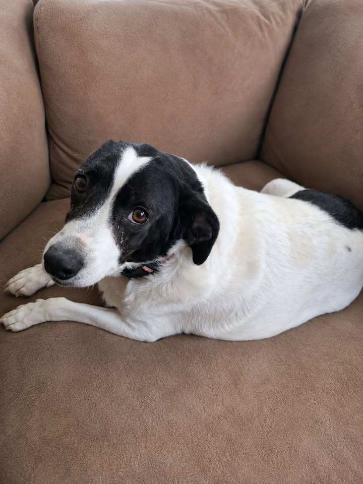 Tuff Dawgs Rescue