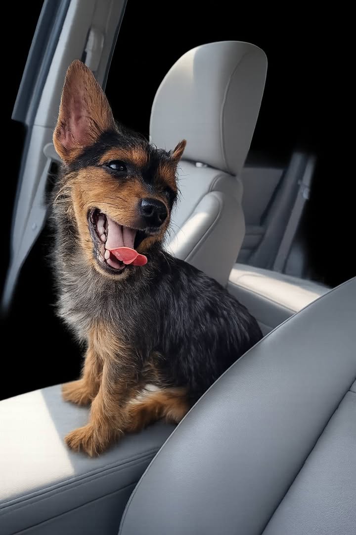 Tuff Dawgs Rescue