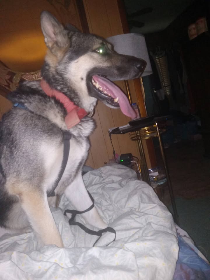 Tuff Dawgs Rescue